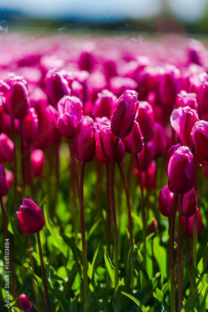 Obraz premium Flowers fields