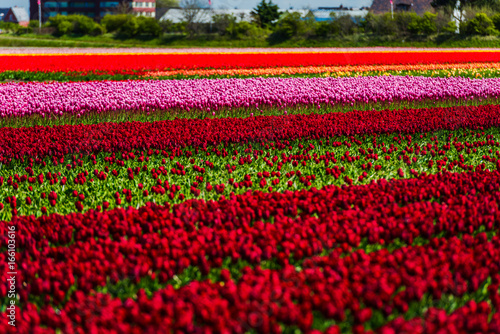 Flowers fields