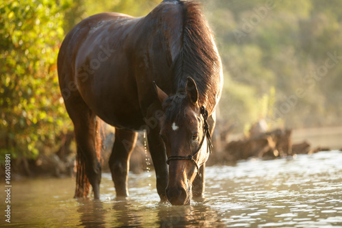 Fototapeta Naklejka Na Ścianę i Meble -  Pferdeauge im Licht