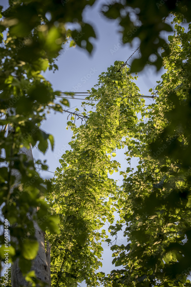 Fototapeta premium Hopfen