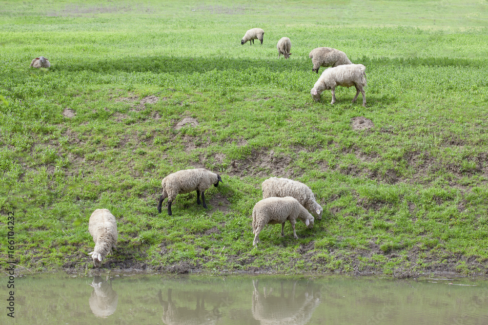 sheep on the green meadow