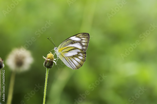 Striped Albatross.Butterfly sucking nectar from flowers © supanee2550