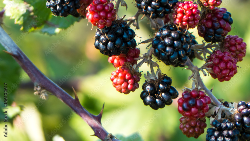 a brach of blackberries a brach of blackberries