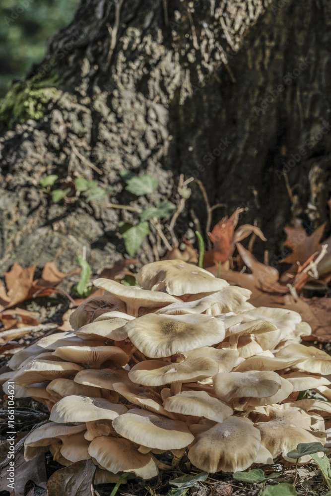 closeup of wild mushrooms at forest closeup of wild mushrooms at forest