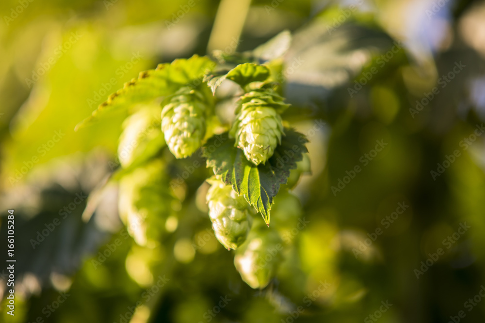 Hopfendolde, Hopfen