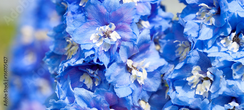 blue flowers of a delphinium close up macro