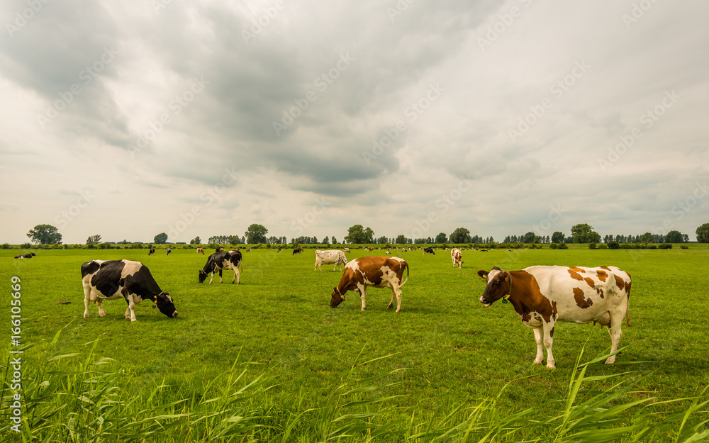 Fototapeta premium Overview of black and red spotted cows grazing in a Dutch meadow