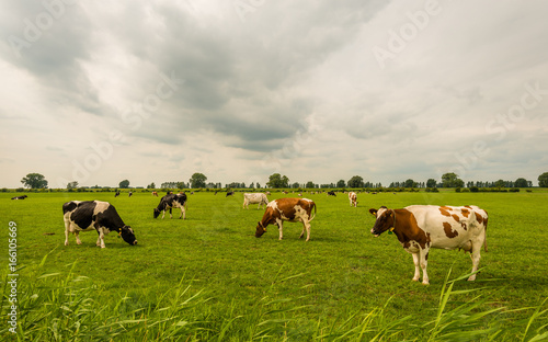 Overview of black and red spotted cows grazing in a Dutch meadow