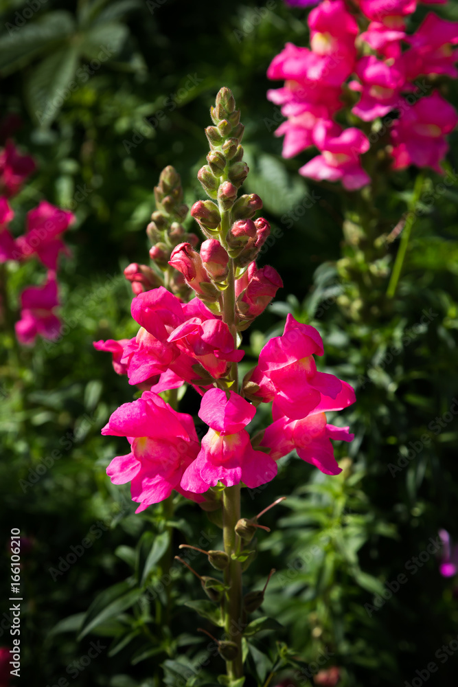 Roter Garten Löwenmaul, Antirrhinum majus Roter Garten Löwenmaul, Antirrhinum majus