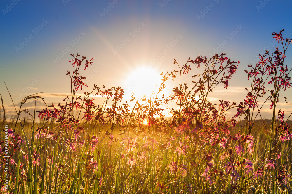 Naklejka premium summer rural landscape with a meadow and blossoming flowers