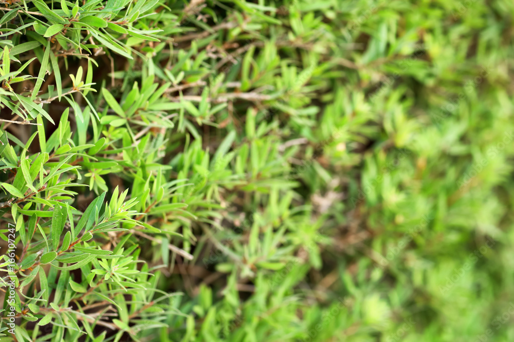 Tropical bush with green leaves as background Tropical bush with green leaves as background