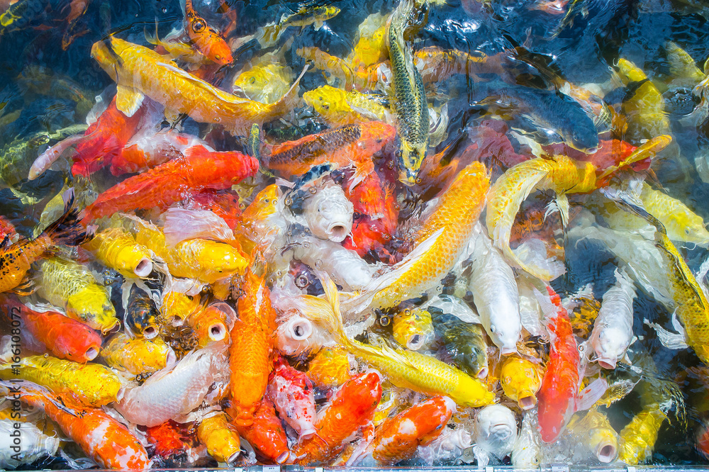 Colored Crap fish top view pond in the park, Fancy crap fish surface on the water Colored Crap fish top view pond in the park, Fancy crap fish surface on the water
