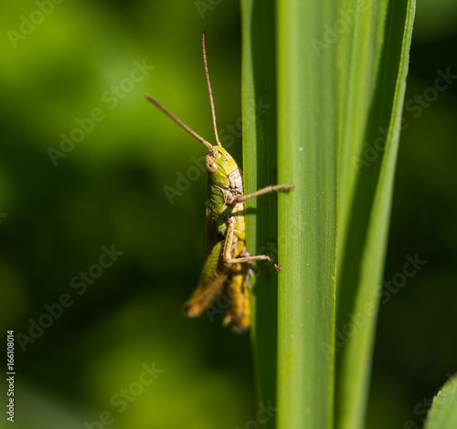 Grasshopper closeup