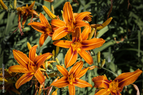 Fototapeta Naklejka Na Ścianę i Meble -  Orange Schwertlilie, Gold-Montbretie, Crocosmia aurea