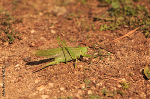 Grasshopper