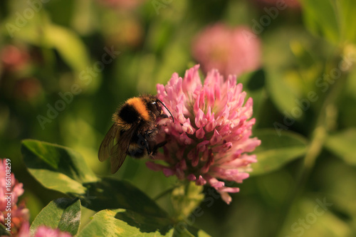 Bee on the flower
