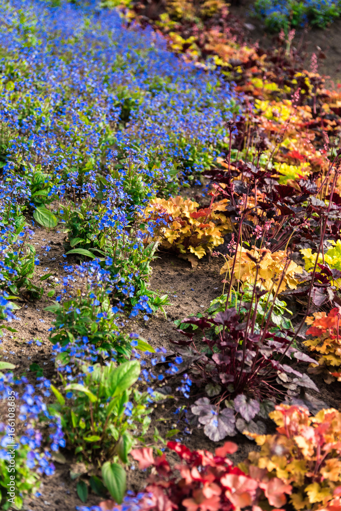 Obraz premium Garden flowers
