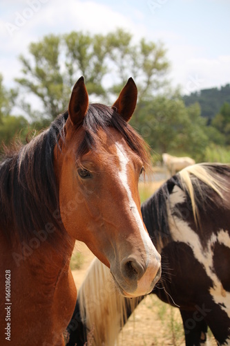 portrait de cheval brun avec une tâche blanche © canecorso