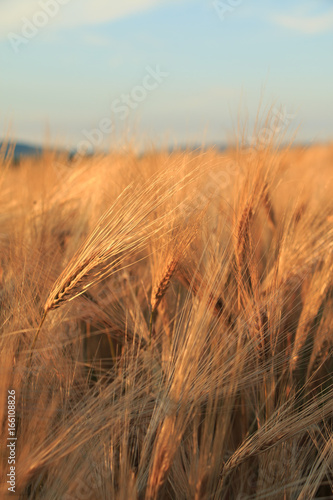 Wheat field