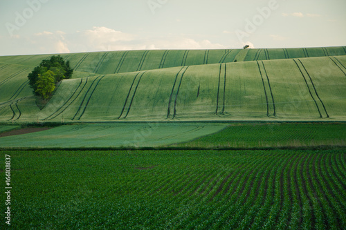 Green fields