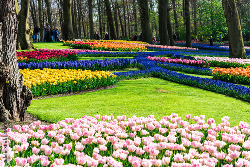 Beautiful flowers in the park