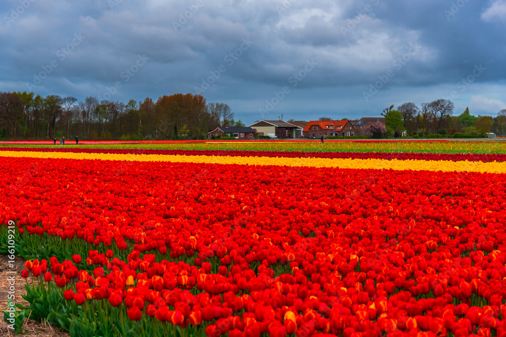 Tulips flowers field