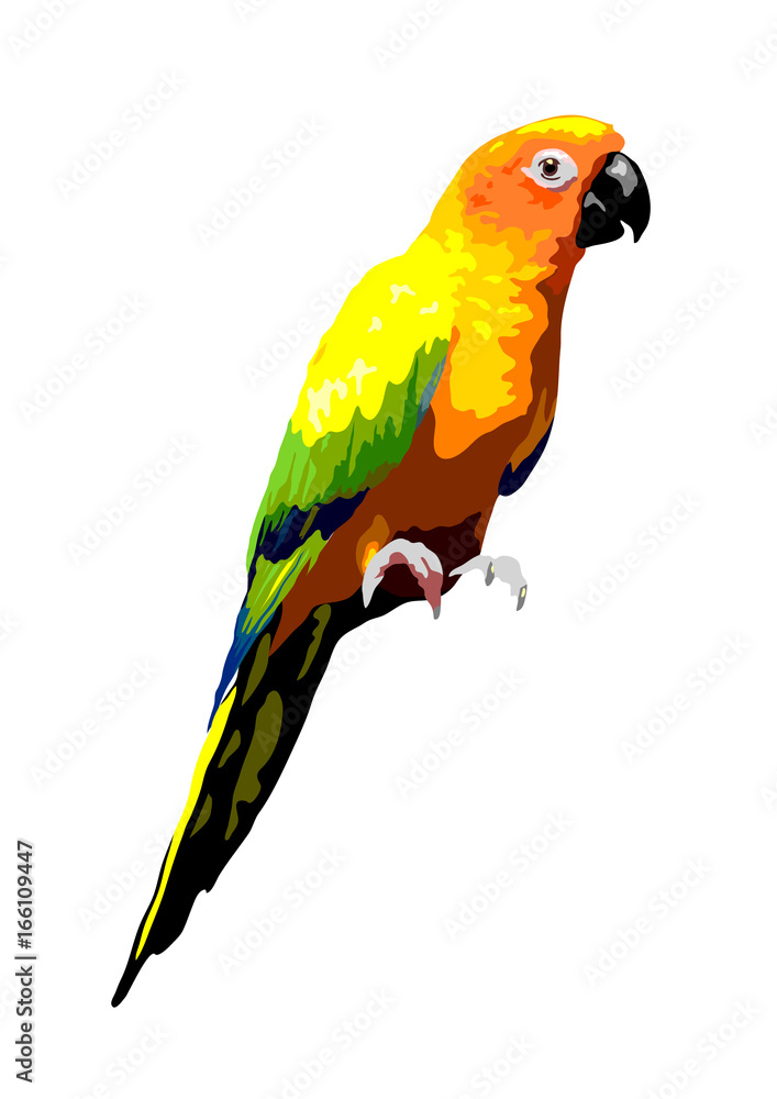 Fototapeta premium sun conure parrot illustration, isolated tropical bird vector