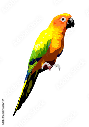 sun conure parrot illustration, isolated tropical bird vector