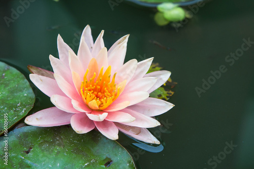 beautiful lotus flowers or waterlily in pond