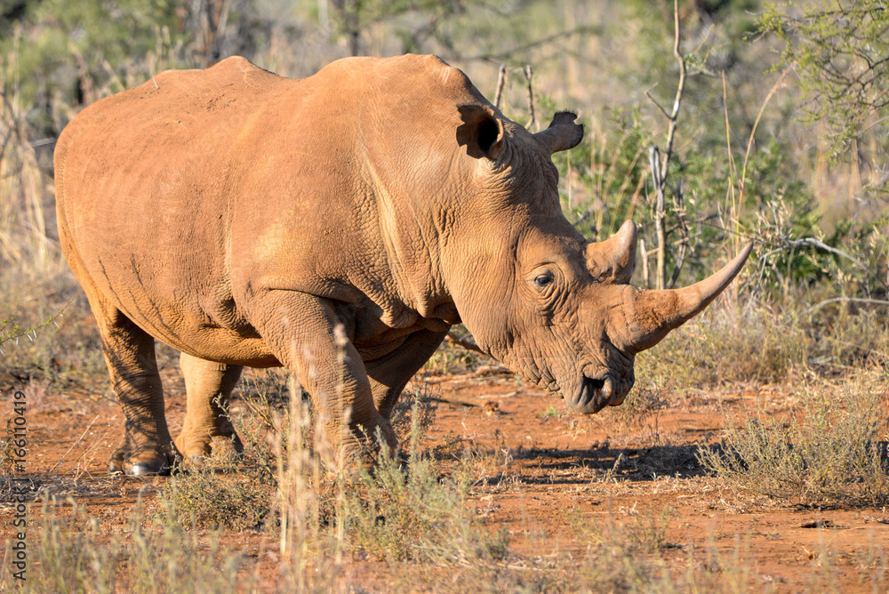 Obraz premium Nashorn