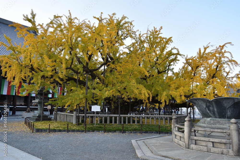 Obraz premium 西本願寺 逆さ銀杏