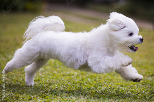 dog playing  / white maltese dog playing and running on green grass and plants background photo