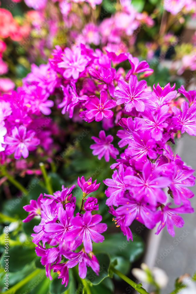 Beautiful flowers Beautiful flowers