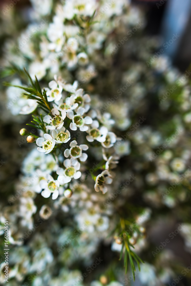 Beautiful flowers Beautiful flowers