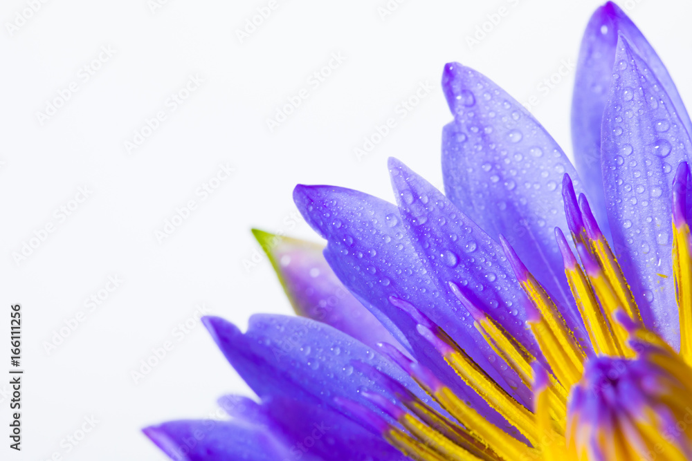 Fototapeta premium Purple lotus on white background