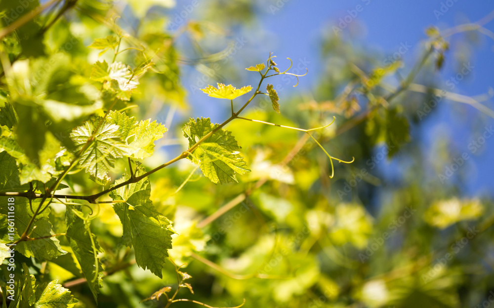 Mustache against grapes against the blue sky Mustache against grapes against the blue sky