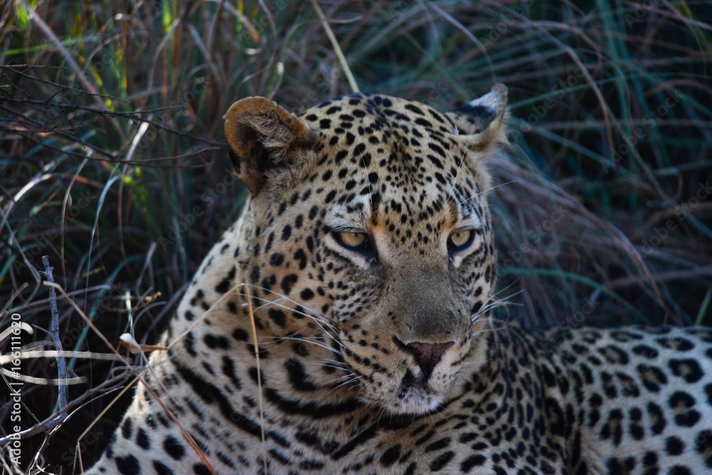 Obraz premium Leopard