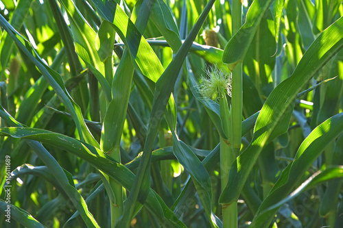 Green corn cobs in the field