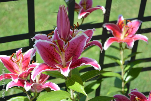 Lys roses sur fond vert
