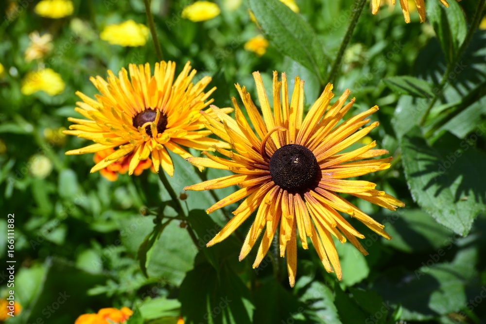 Rudbeckie