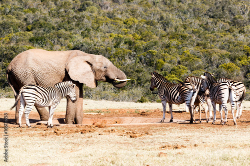 Elephant drinking water while the other Zebras is standing around