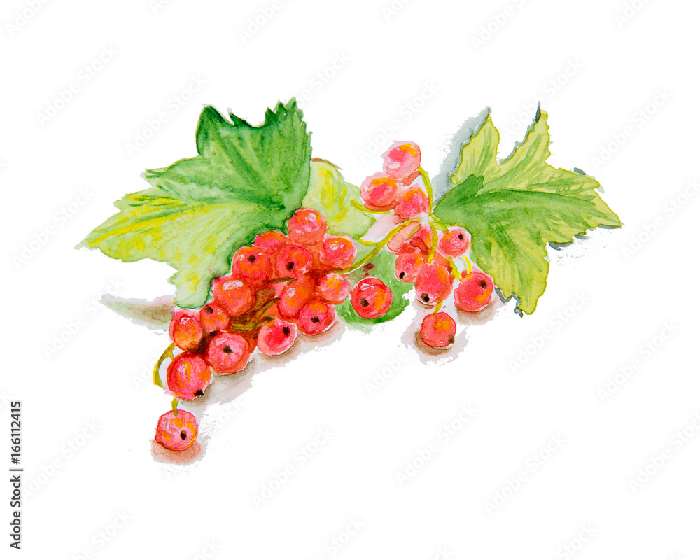 Watercolor illustration Red currant Watercolor illustration Red currant