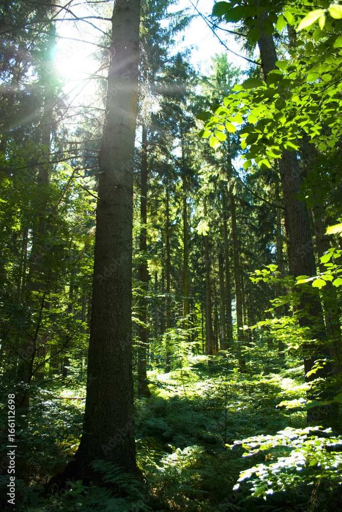 Fototapeta premium Sonniger Wald in Schleswig-Holstein, Deutschland
