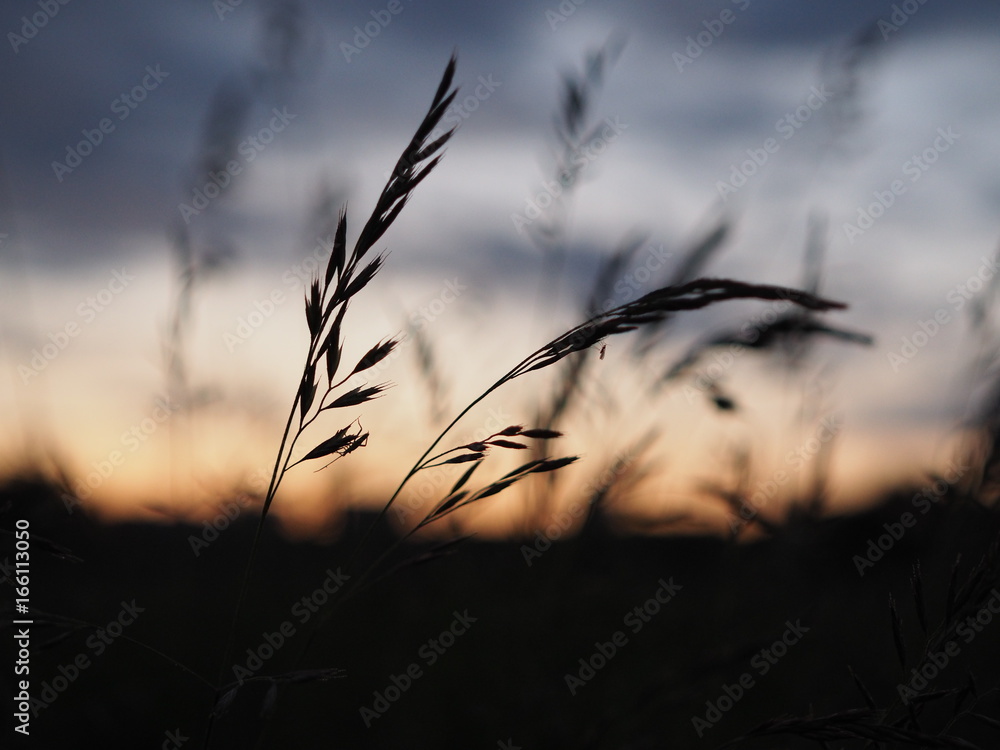 Obraz premium OLYMPUS DIGITAL CAMERA