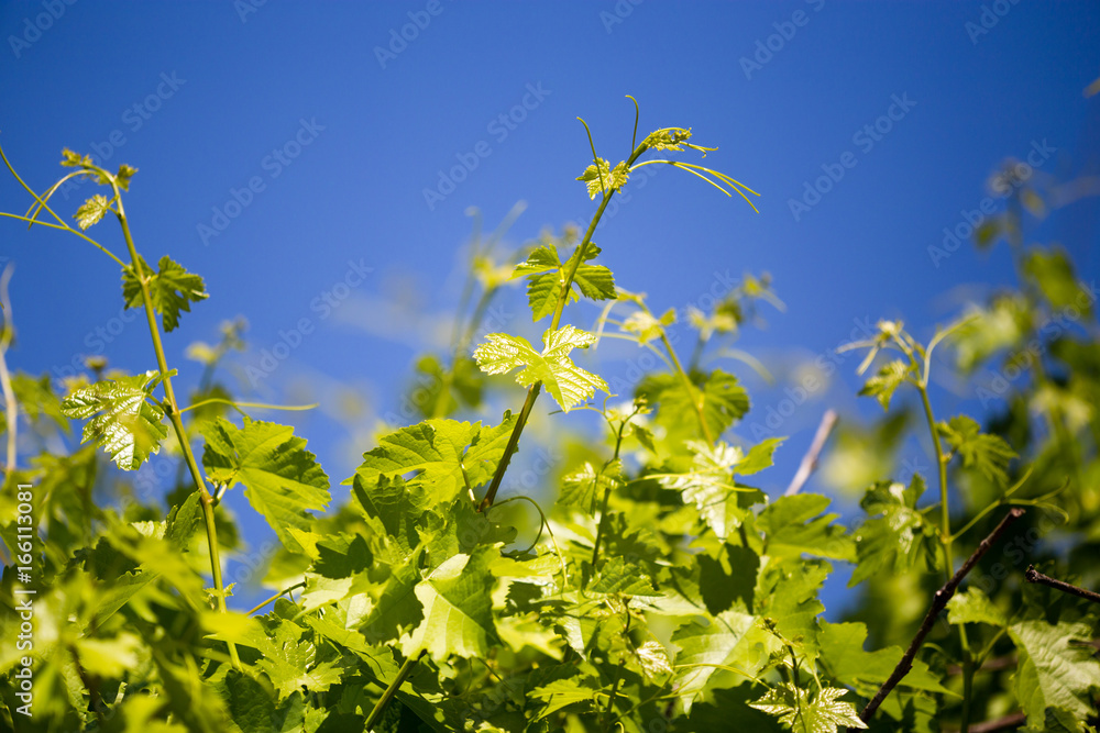 Mustache against grapes against the blue sky Mustache against grapes against the blue sky