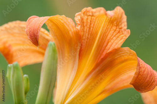 Closeup of tiger lily blooming