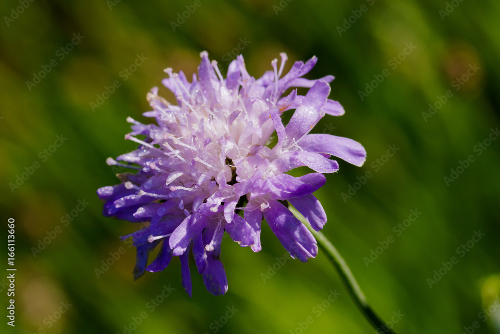 Close-up macro photo of a Scabious flower with water drops Close-up macro photo of a Scabious flower with water drops