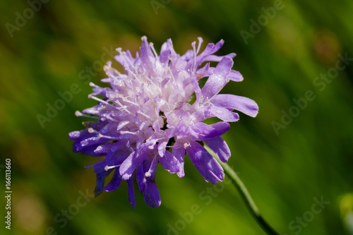 Close-up macro photo of a Scabious flower with water drops