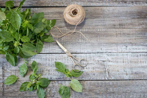 Aromatic culinary herbs basil. Fresh and dry basil herb with vintage scissors on rustic wooden background.