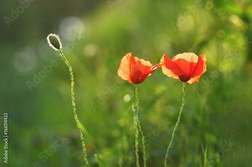 Beautiful flowering poppy in green grass in field. (Papaveraceae)